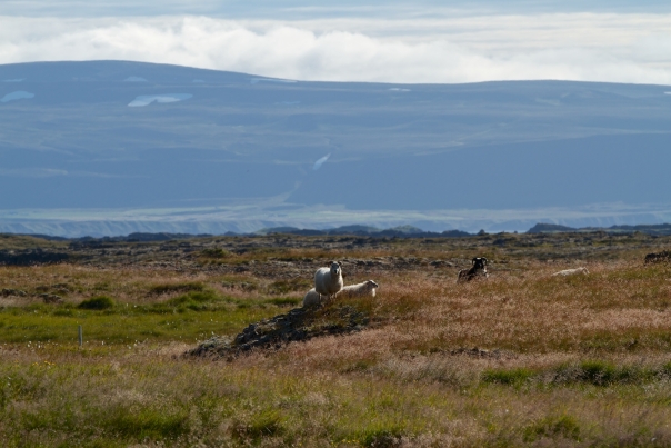 Island_Tag7_1