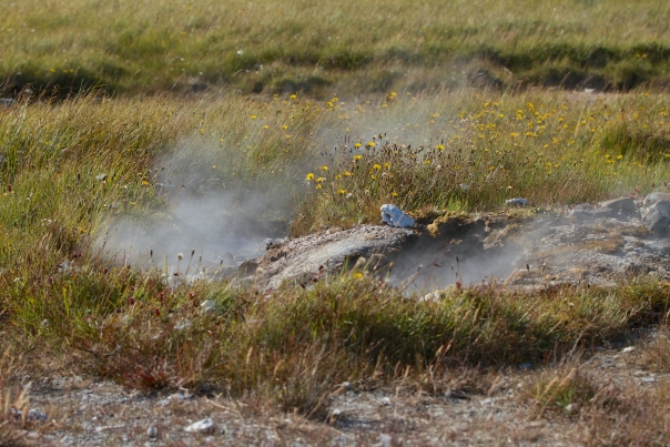Island_Tag7_2